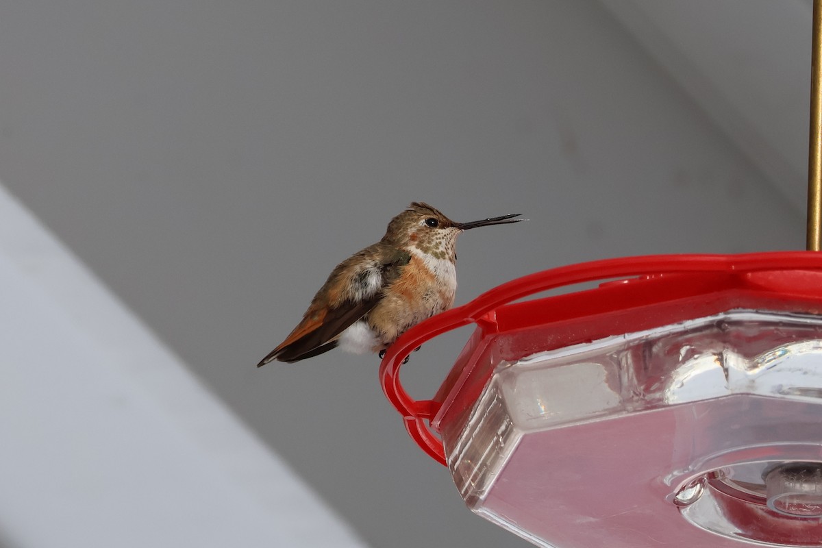 Rufous Hummingbird - ML646378660