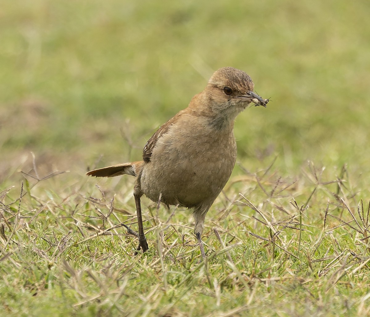 Rufous Hornero - ML646378661