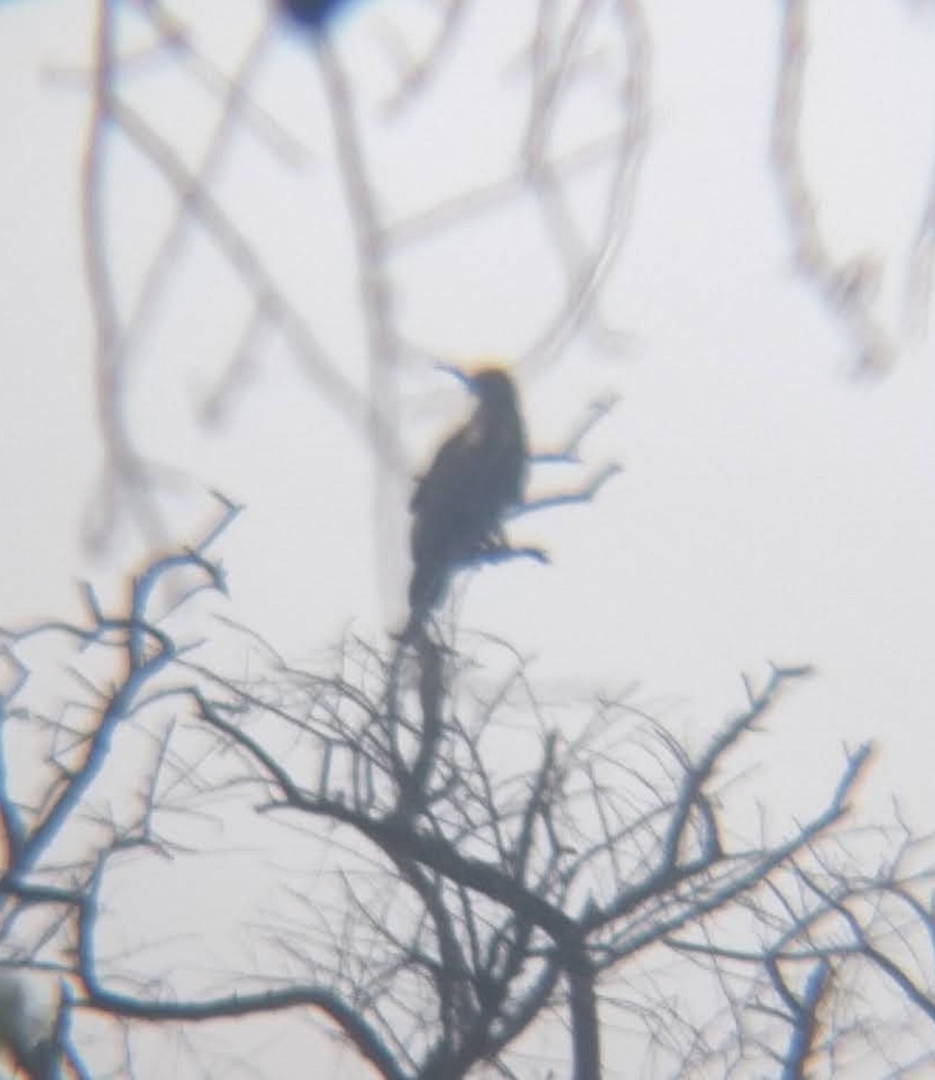 Imperial Eagle - ML646378662