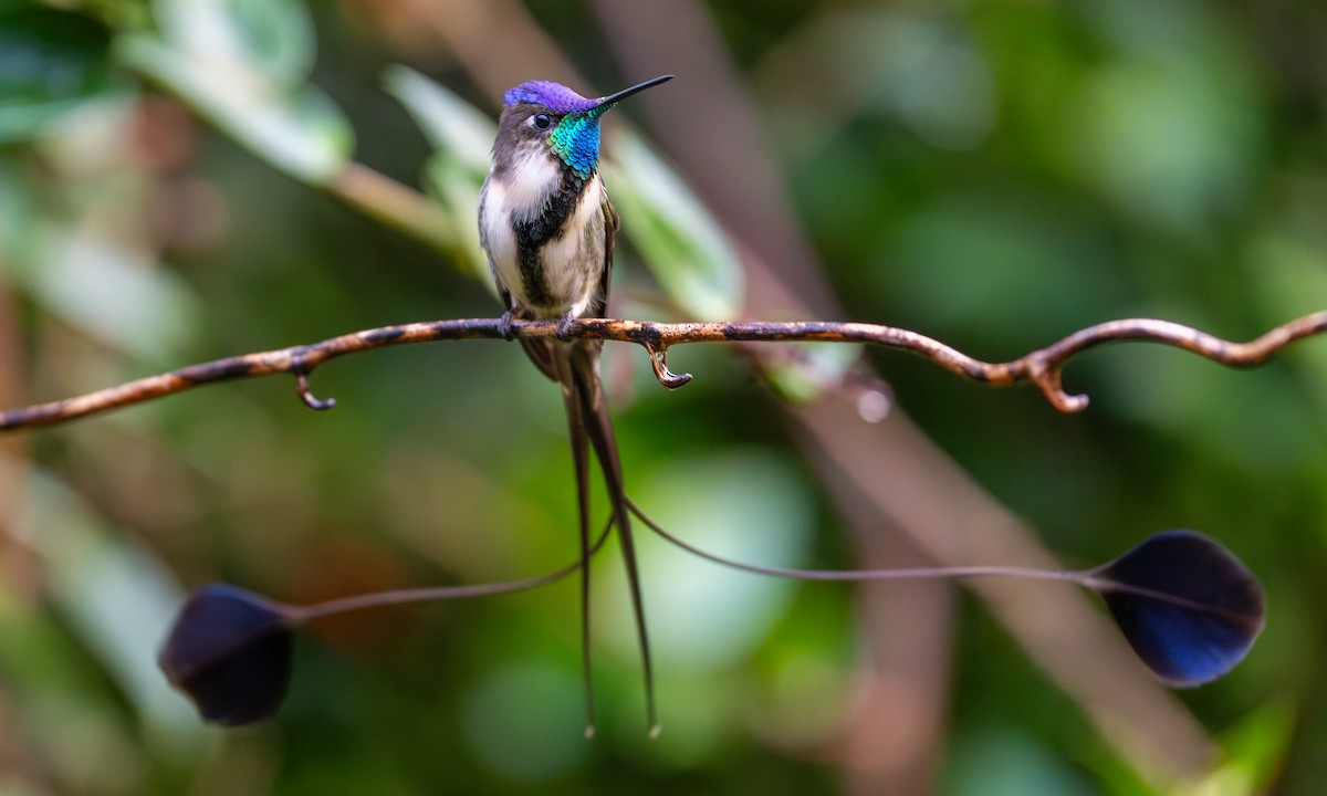 Marvelous Spatuletail - ML646378663
