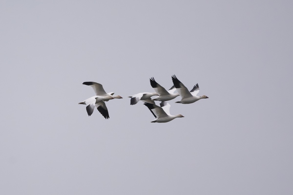 Snow Goose - ML646378664