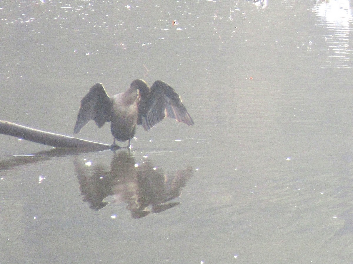Double-crested Cormorant - ML646378665