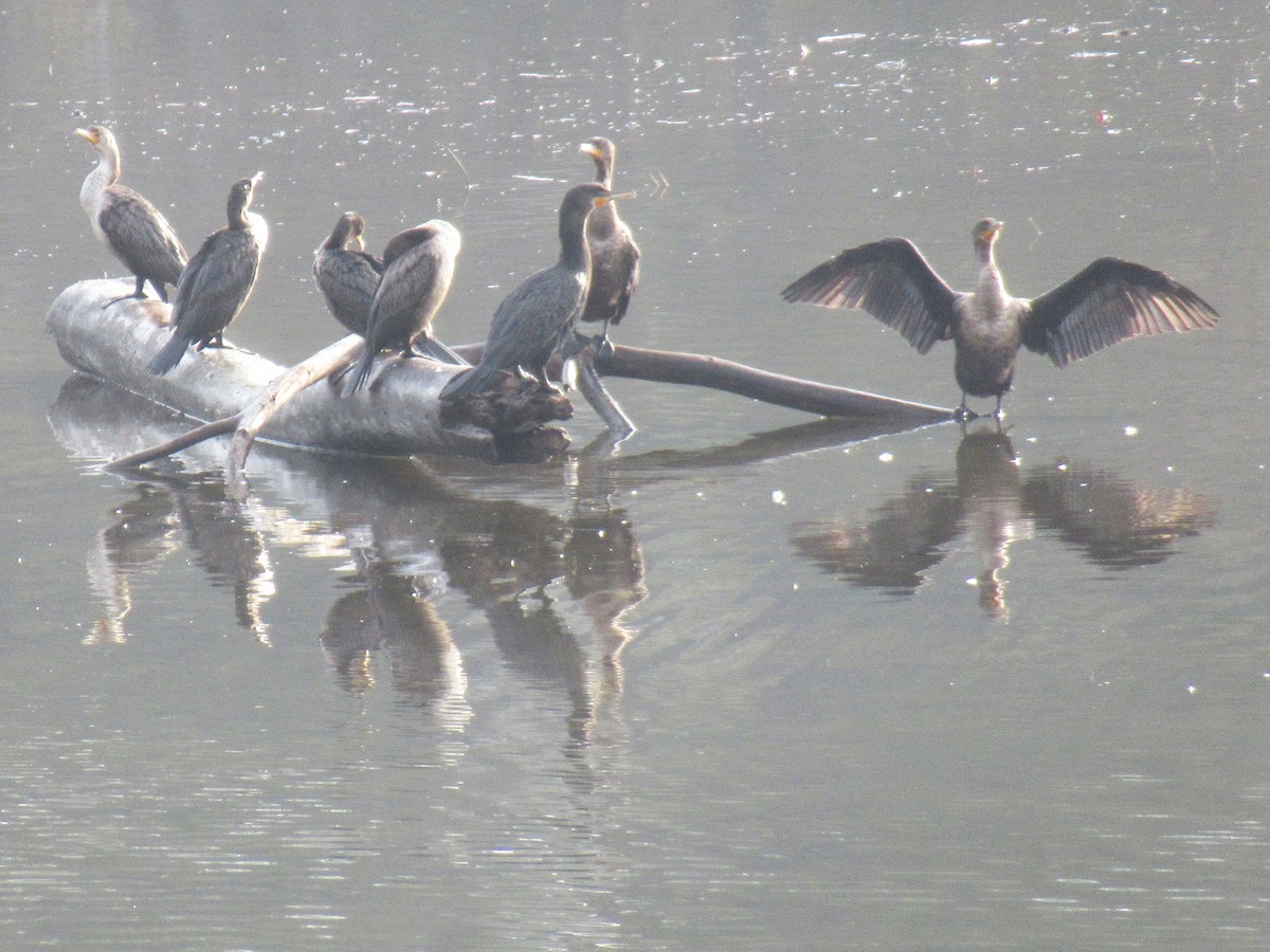 Double-crested Cormorant - ML646378666