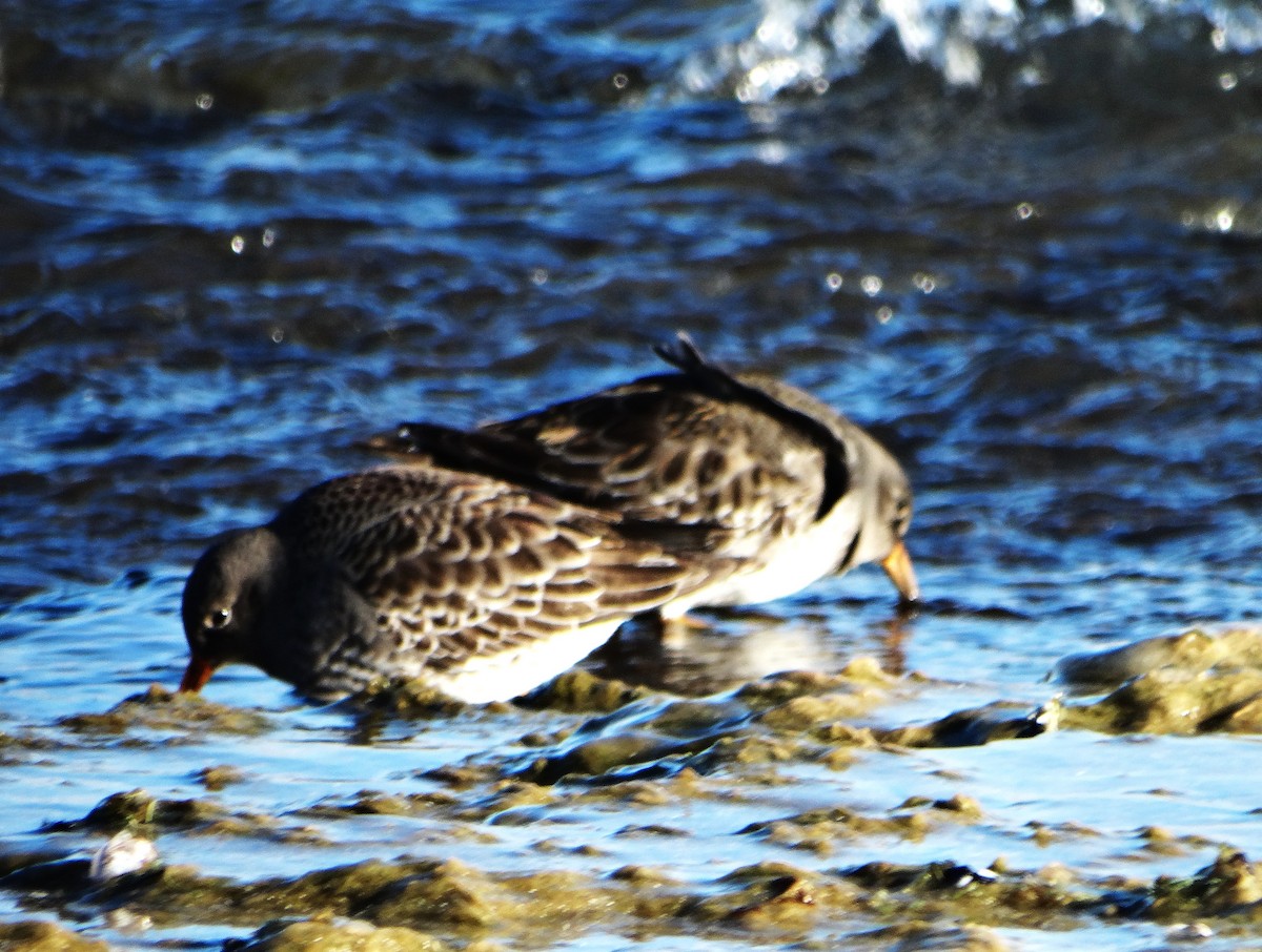 Purple Sandpiper - ML646378667