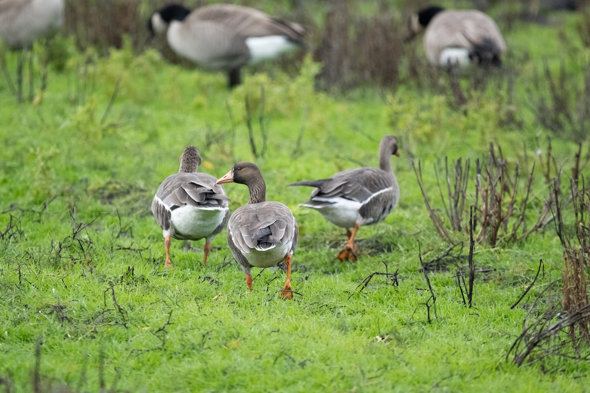 Greater White-fronted Goose - ML646378668