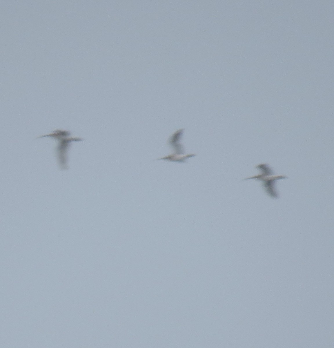 Eurasian Curlew - ML646378669