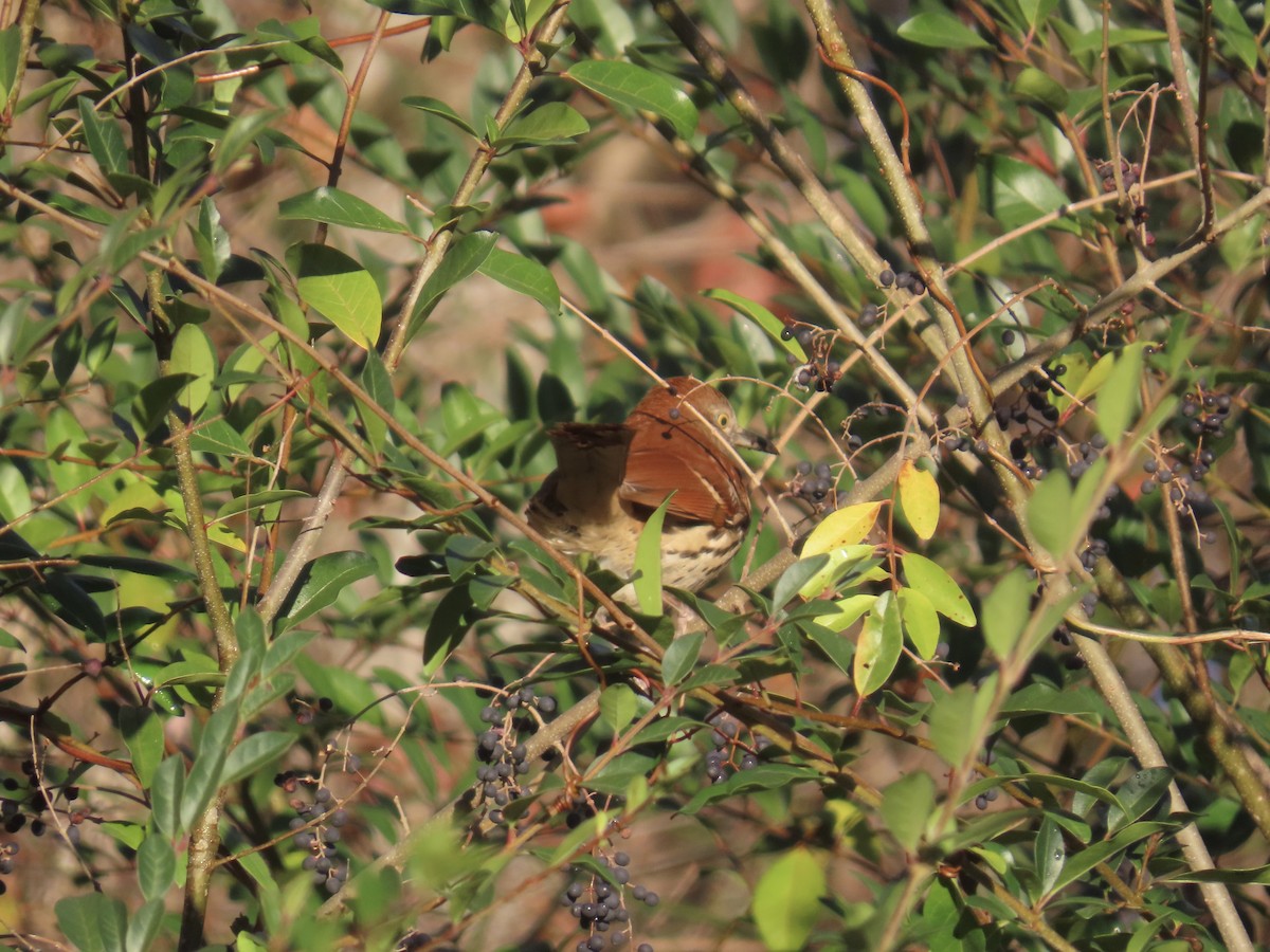 Cuitlacoche Rojizo - ML646378670