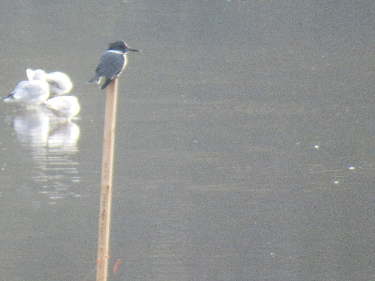 Belted Kingfisher - ML646378671