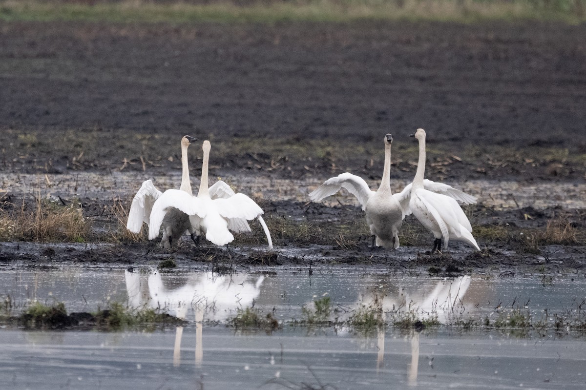 Trumpeter Swan - ML646378672