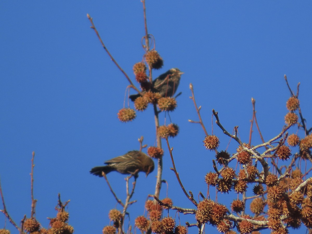 Red-winged Blackbird - ML646378673