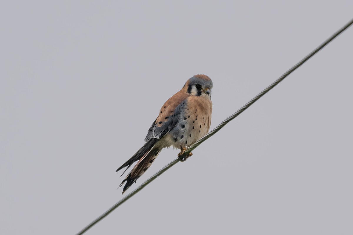 American Kestrel - ML646378674