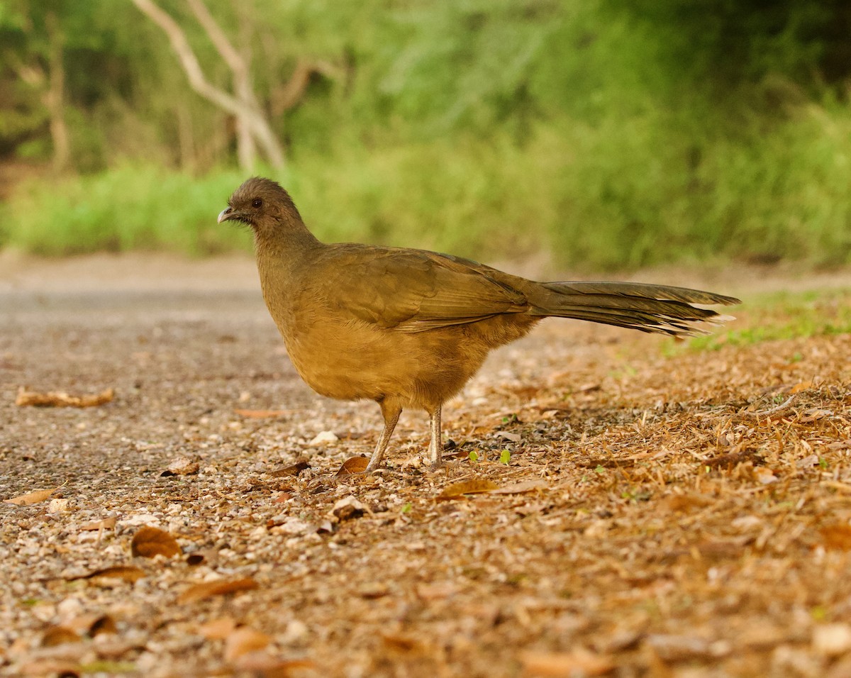 Plain Chachalaca - ML646378677