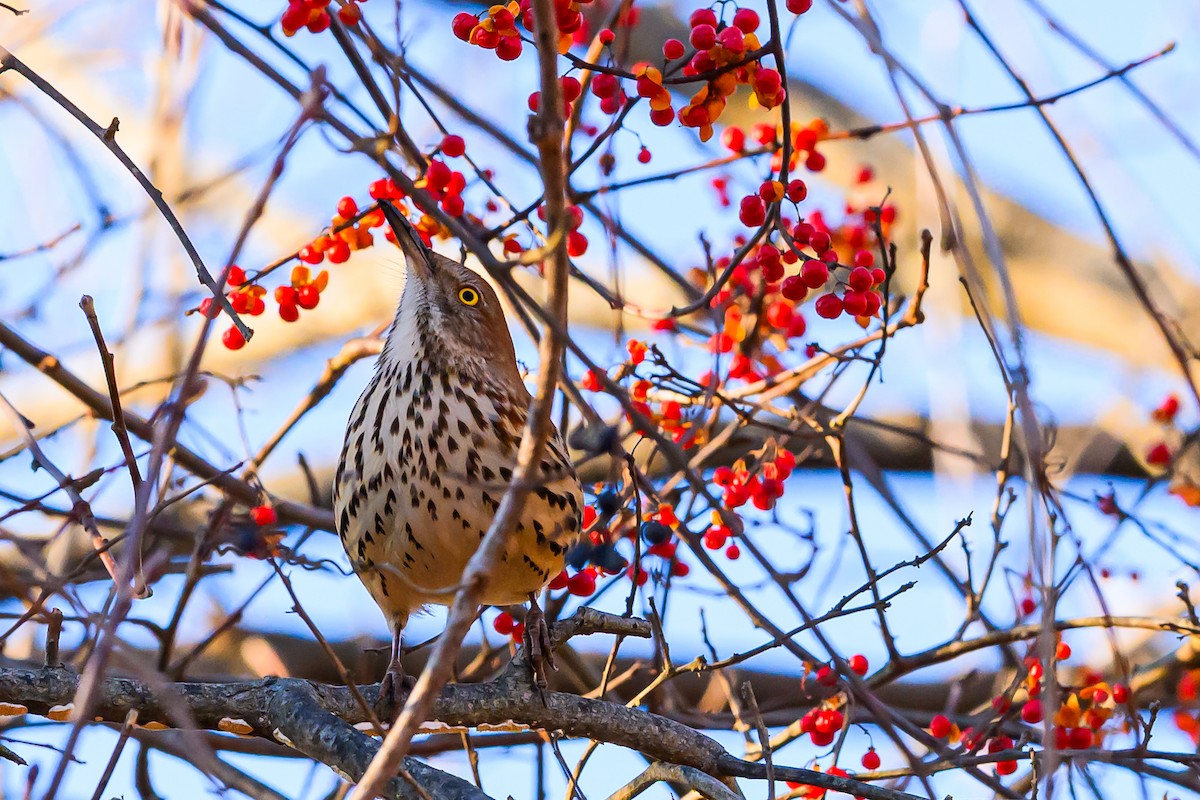 Brown Thrasher - ML646378678