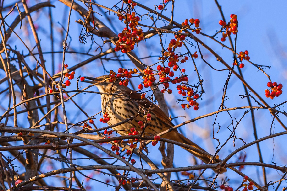 Brown Thrasher - ML646378679