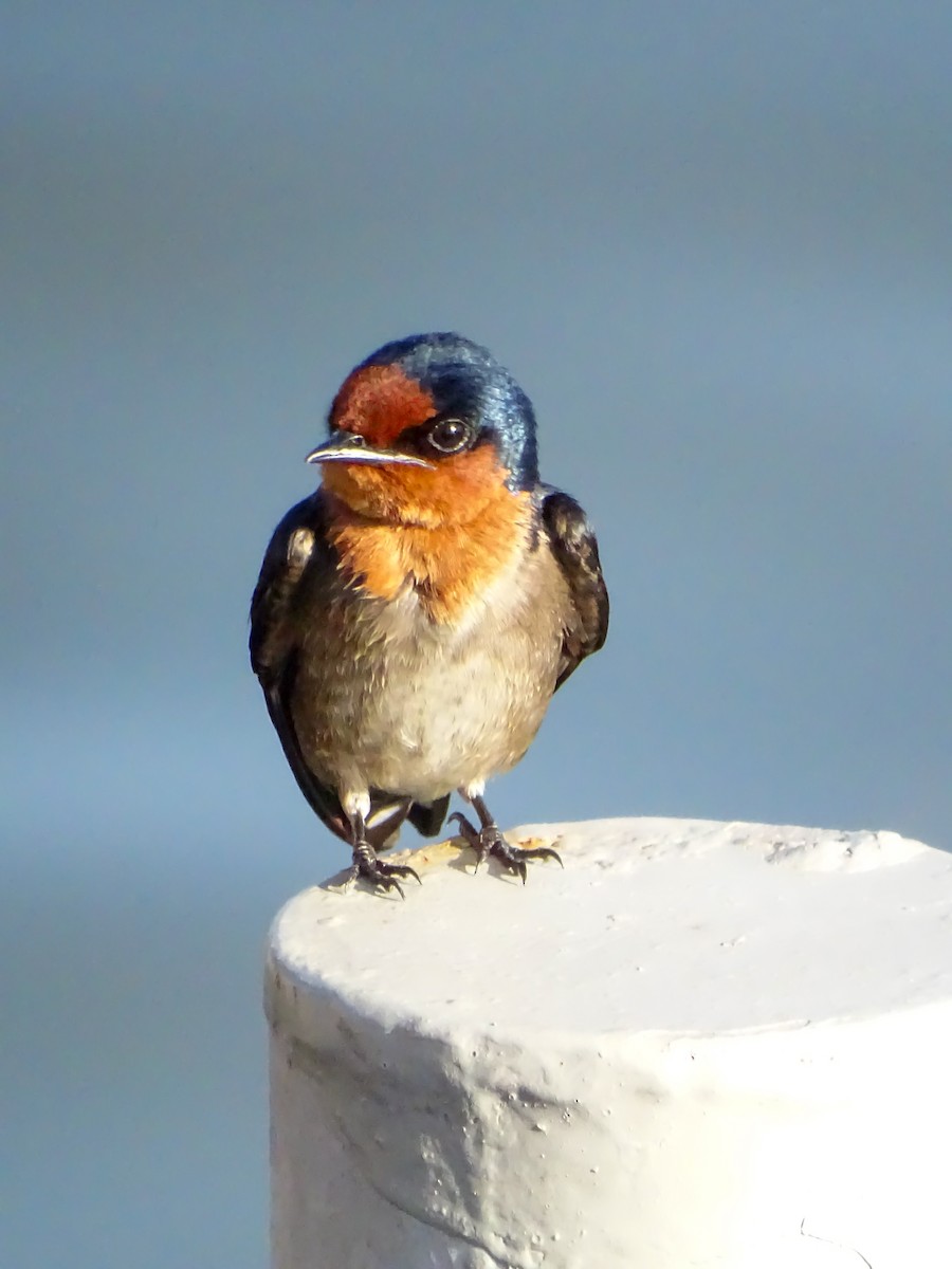 Pacific Swallow - ML646378681