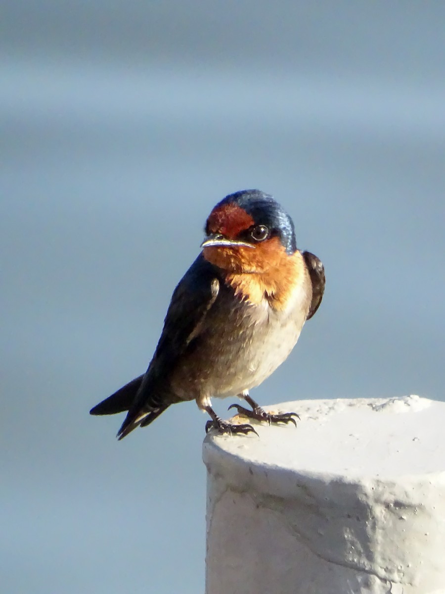 Pacific Swallow - ML646378682