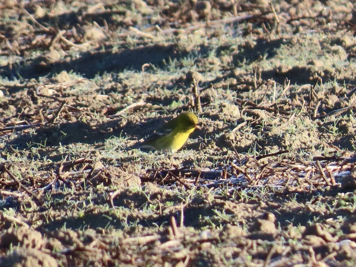 Pine Warbler - ML646378684