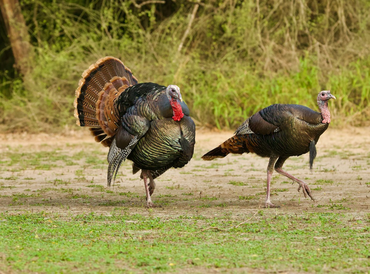 Wild Turkey - ML646378685