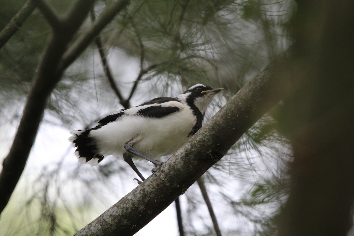 Magpie-lark - ML646378686