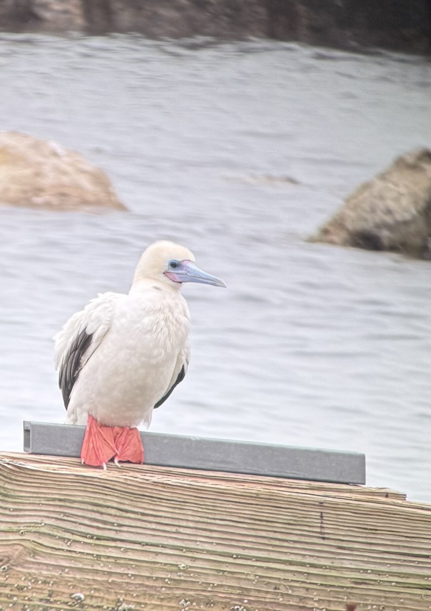 Red-footed Booby - ML646378691