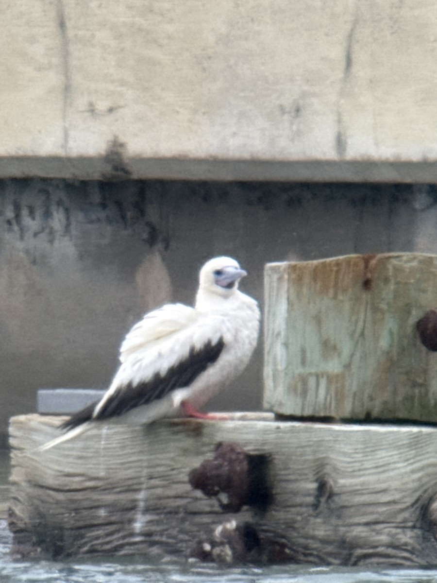 Red-footed Booby - ML646378692