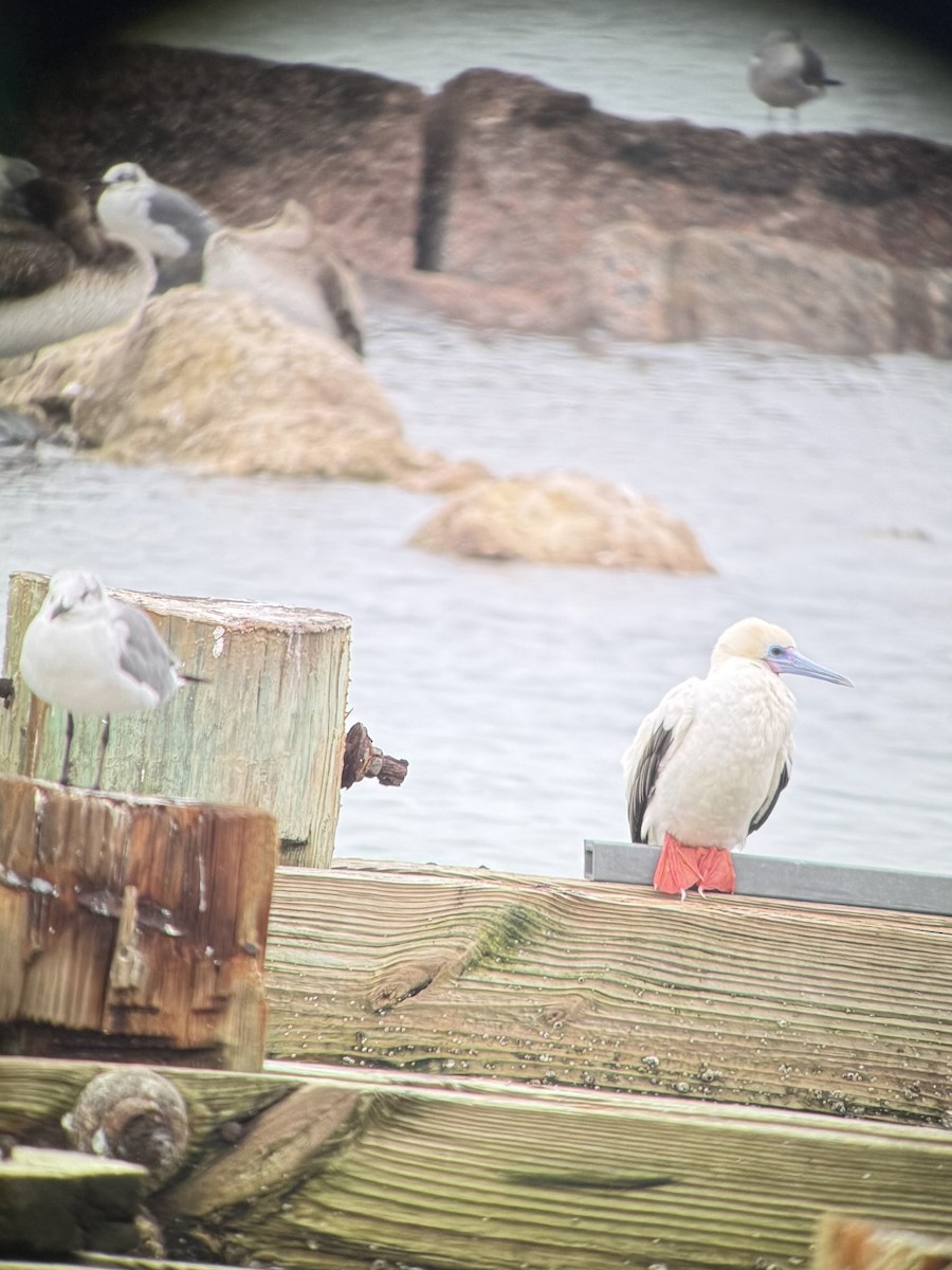 Red-footed Booby - ML646378693