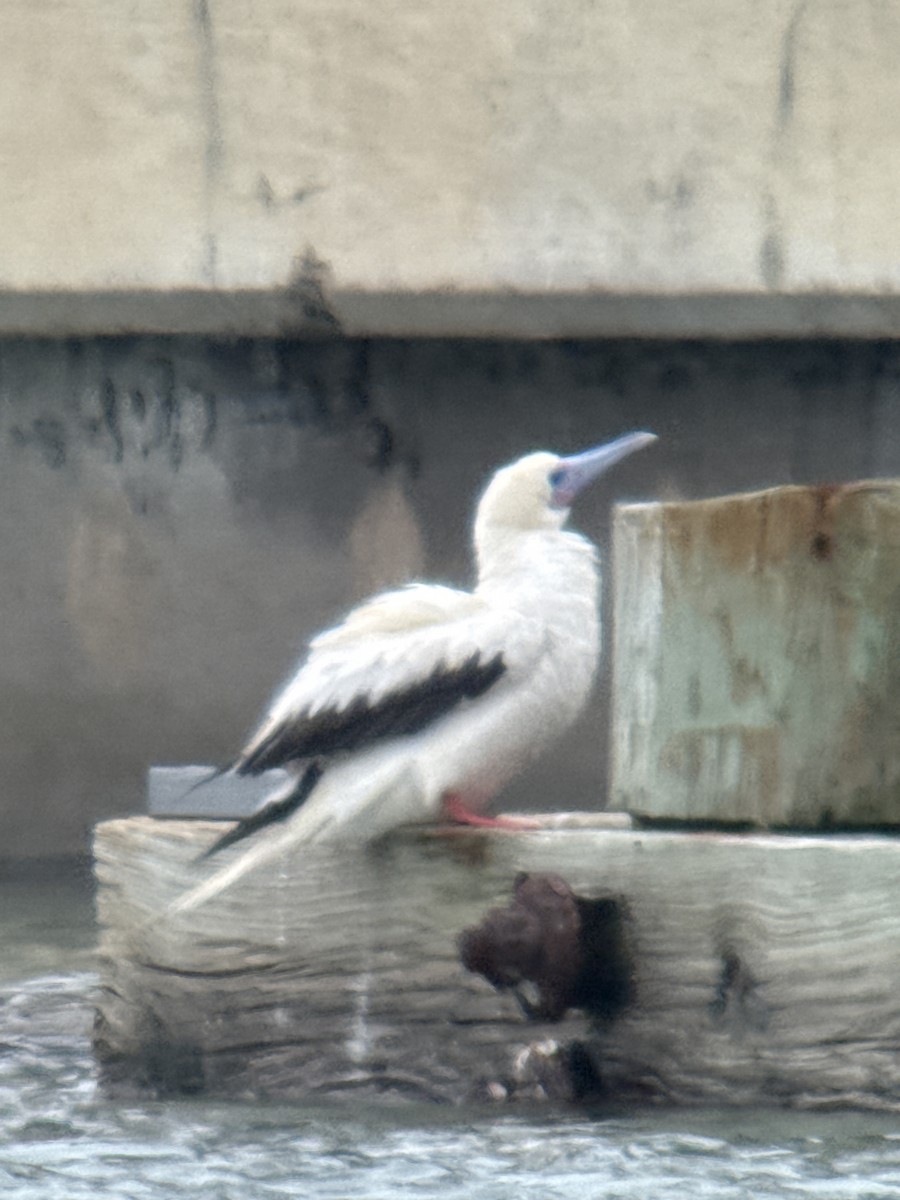Red-footed Booby - ML646378694