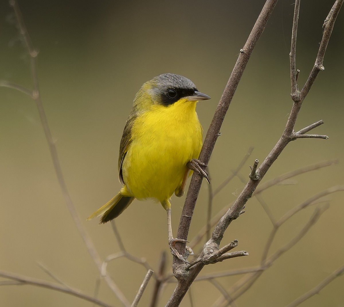 Southern Yellowthroat - ML646378695