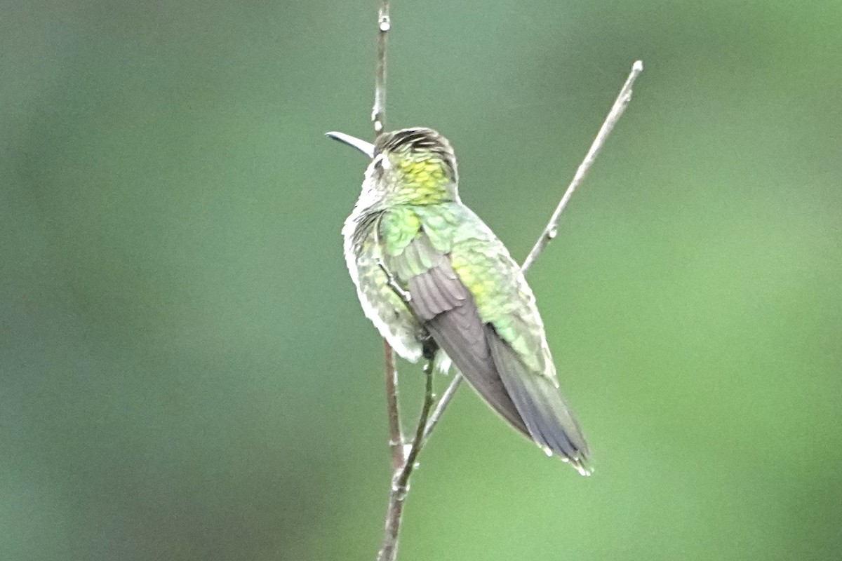 Glittering-throated Emerald - ML646378696