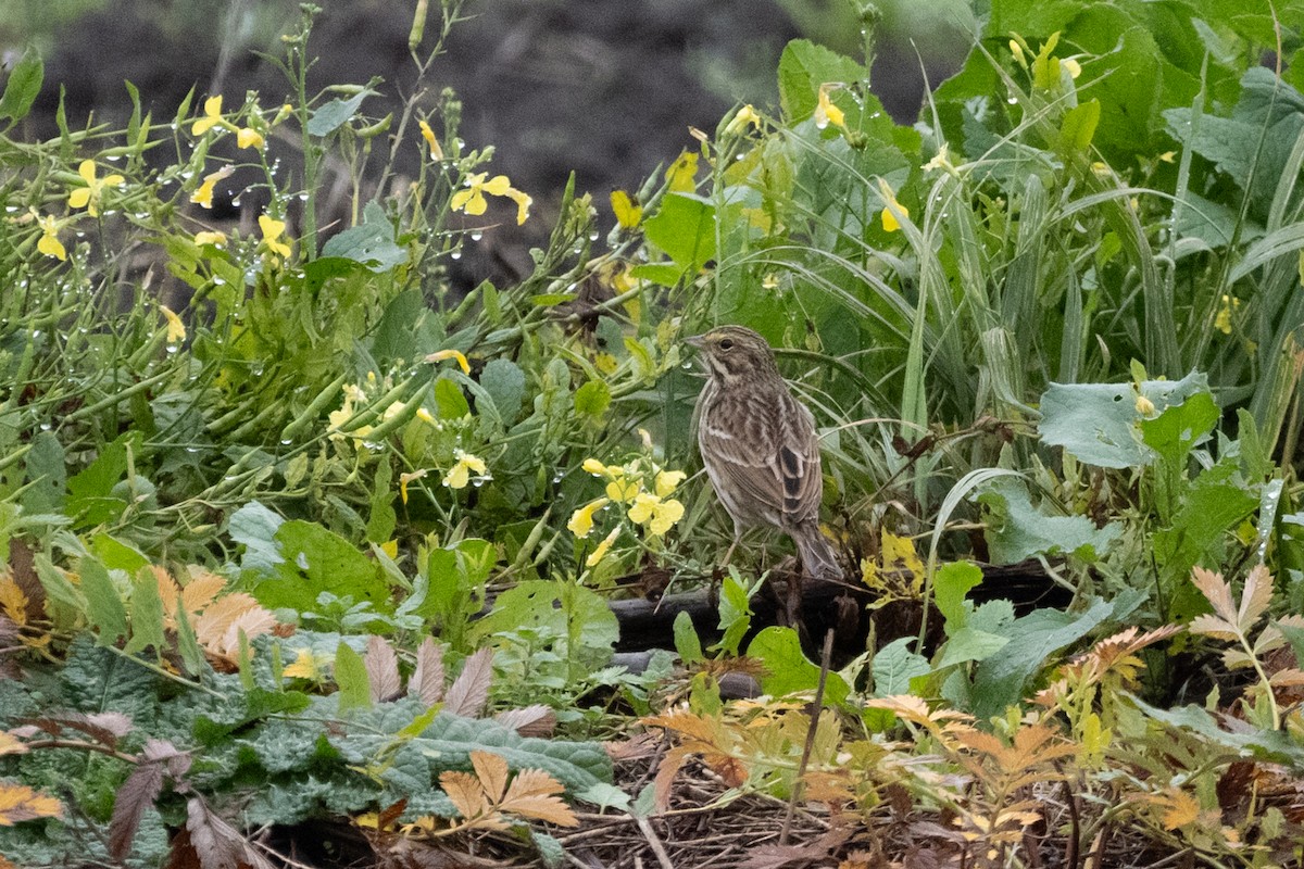 Savannah Sparrow - ML646378697