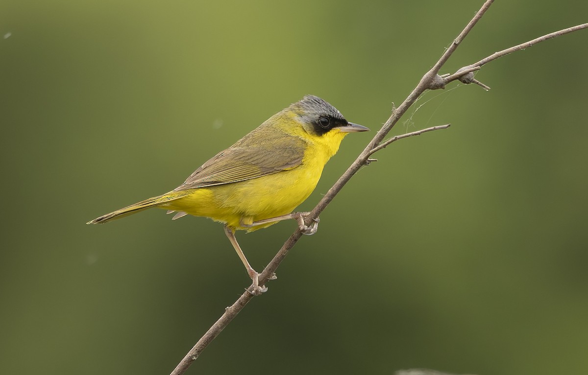 Southern Yellowthroat - ML646378698