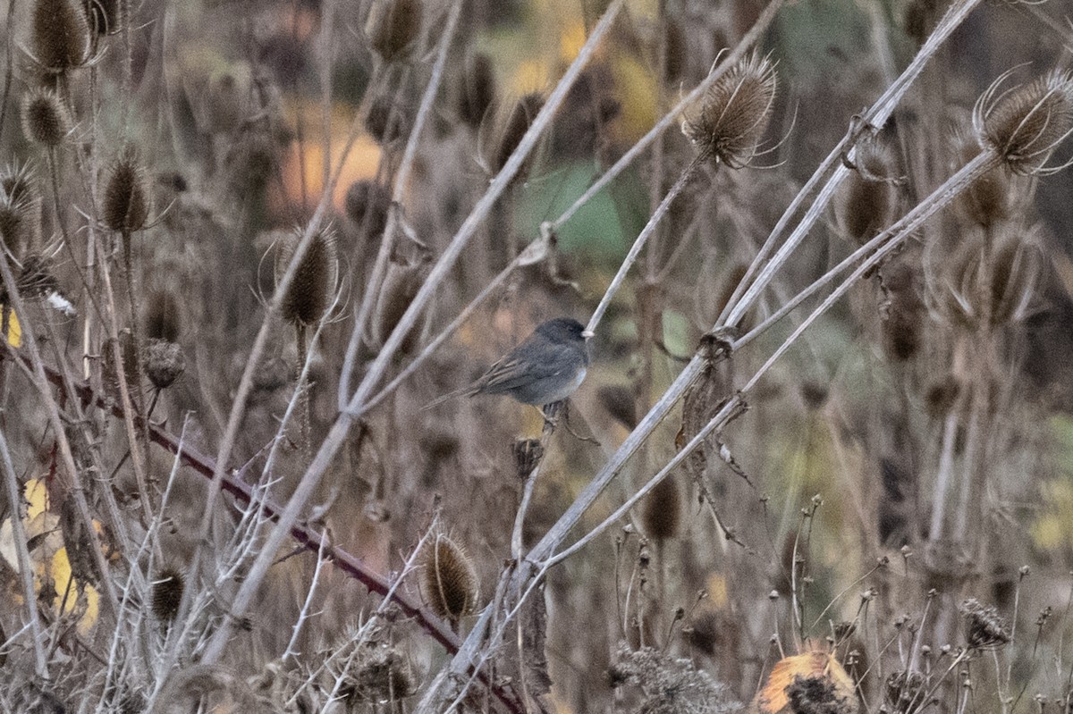 Dark-eyed Junco (Slate-colored) - ML646378699