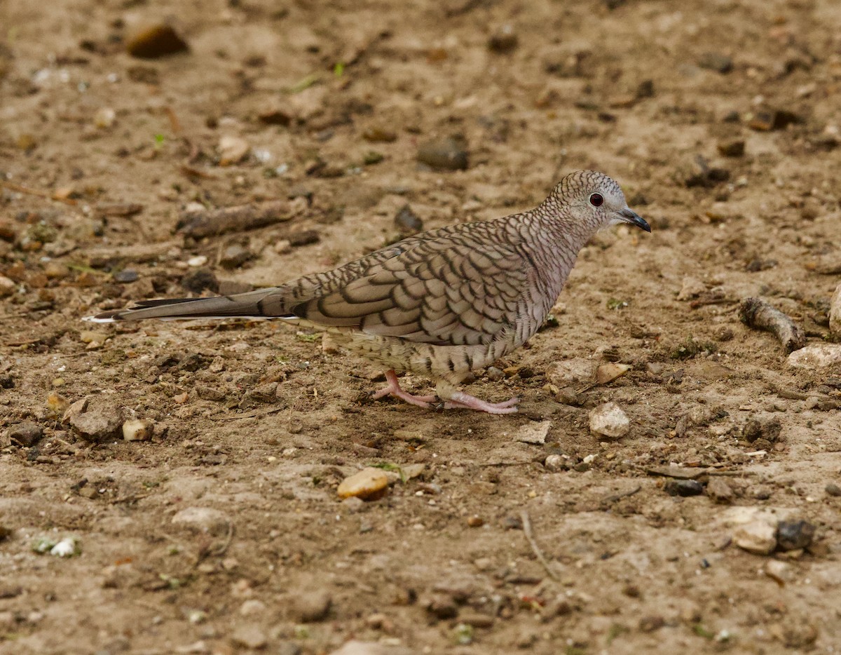 Inca Dove - ML646378700