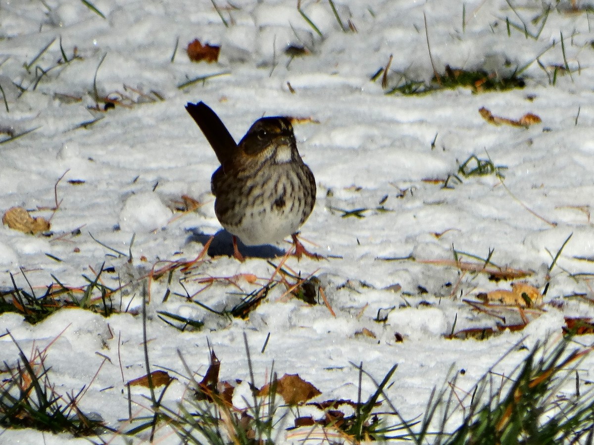 White-throated Sparrow - ML646378701