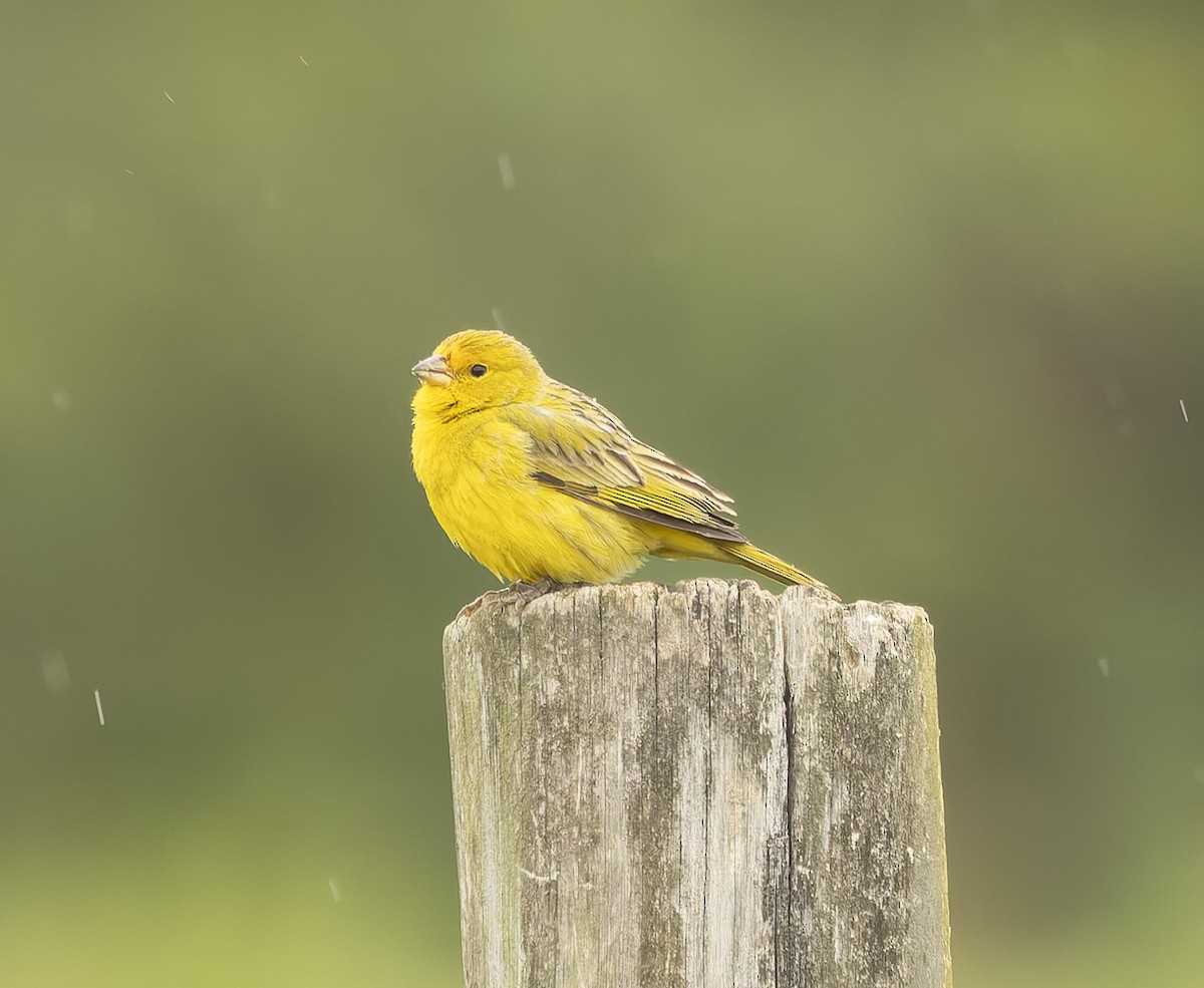 Saffron Finch - ML646378707