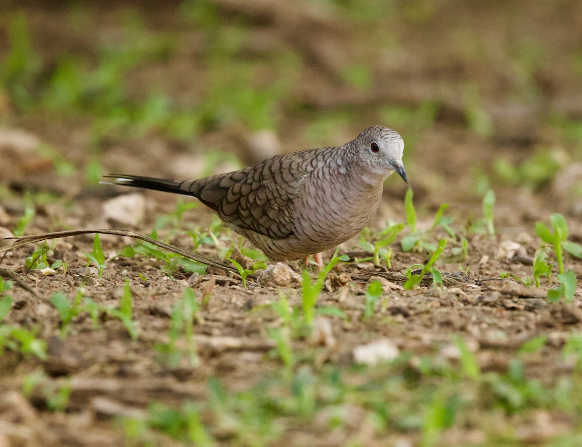 Inca Dove - ML646378710