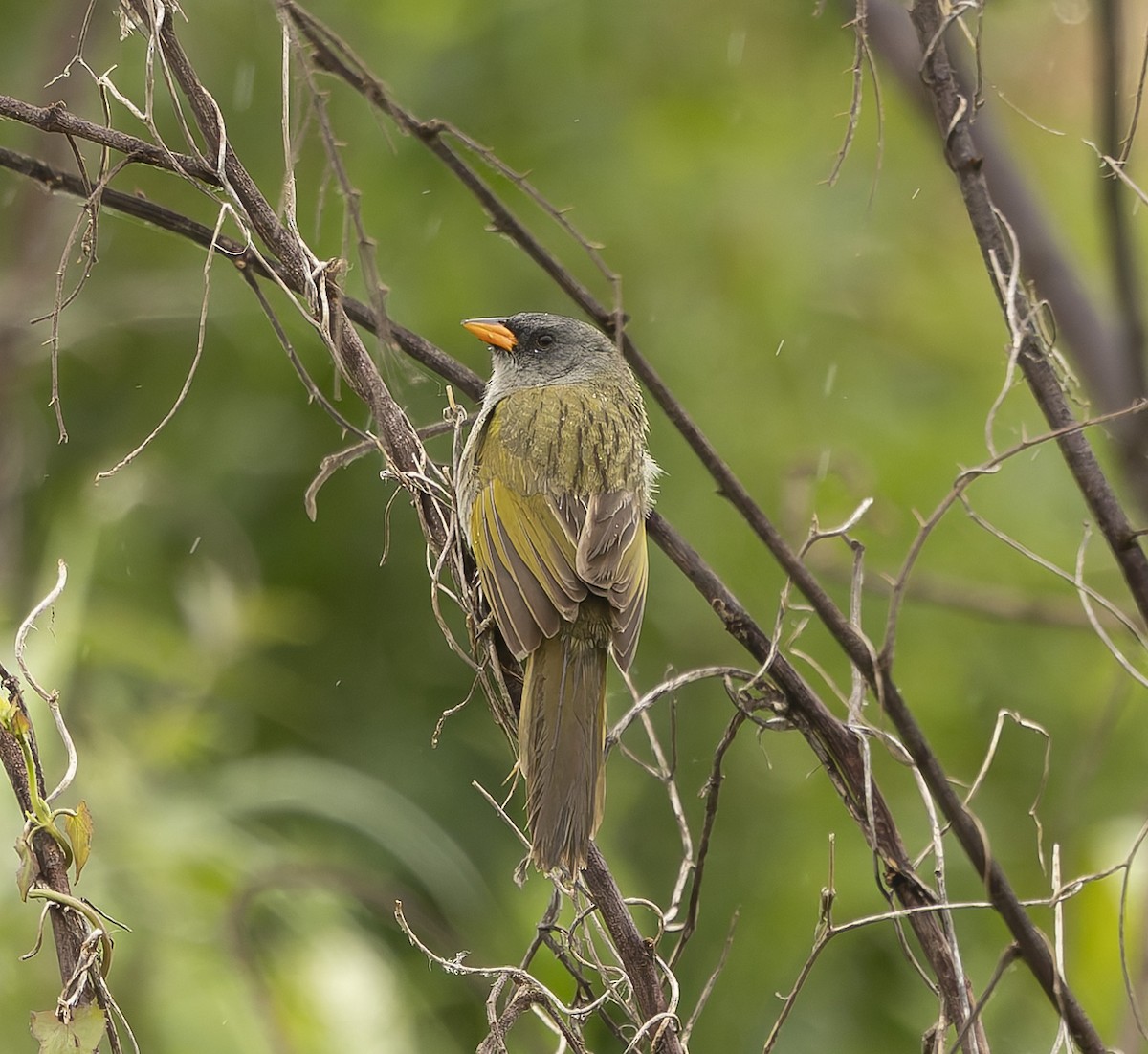 Great Pampa-Finch - ML646378711