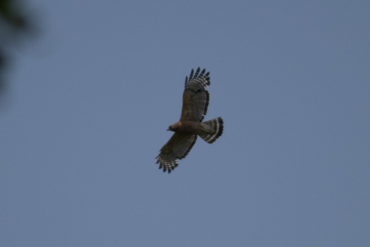 Red-shouldered Hawk - ML646378716