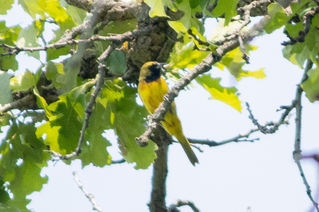 Orchard Oriole - ML646378717