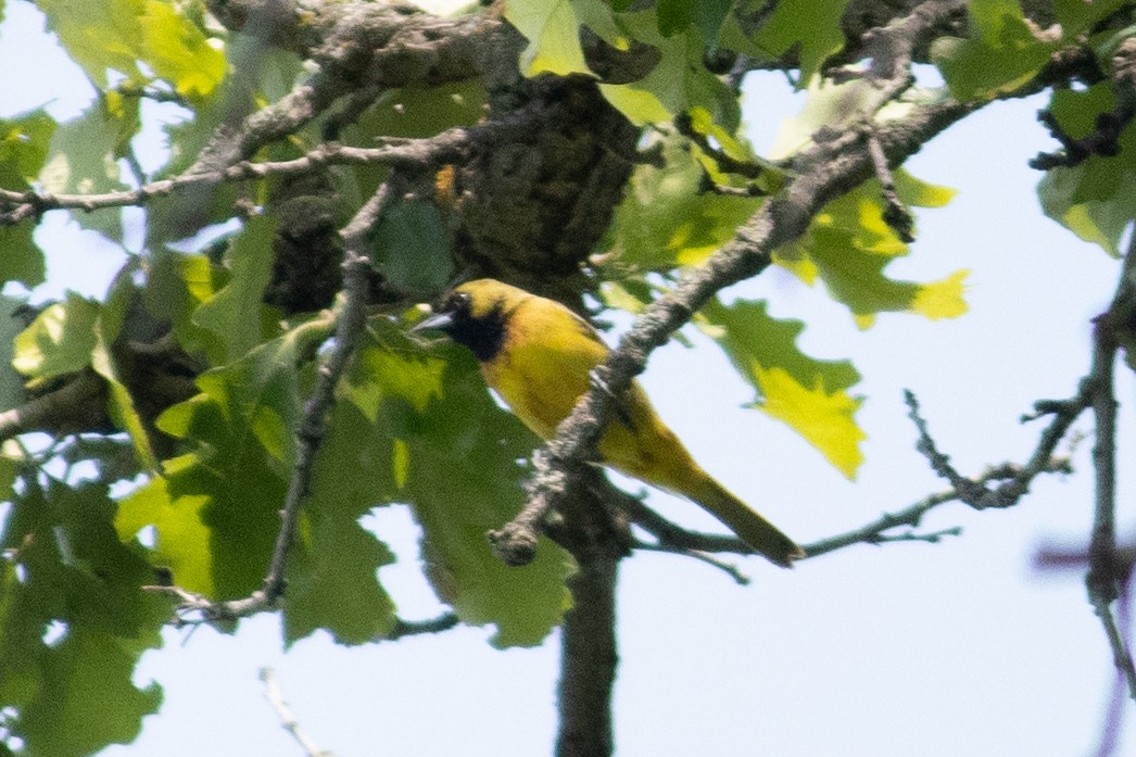 Orchard Oriole - ML646378718