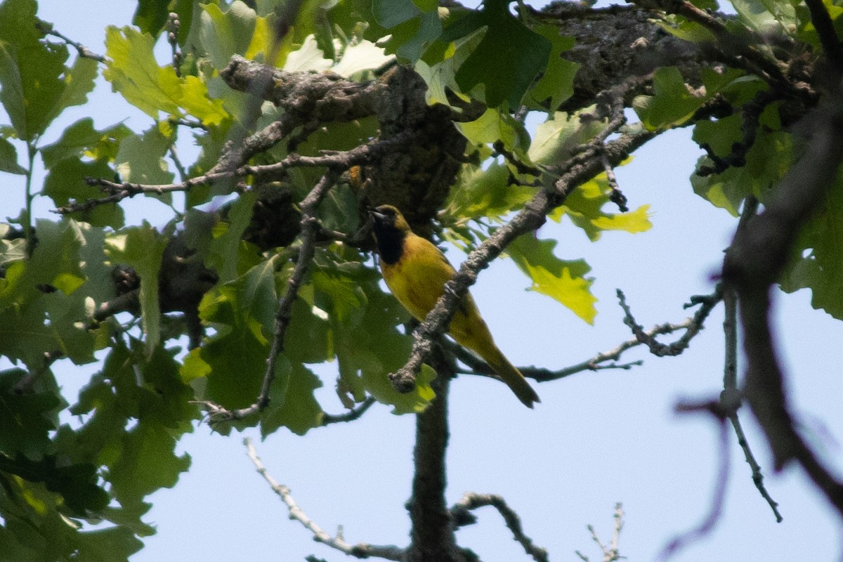 Orchard Oriole - ML646378719