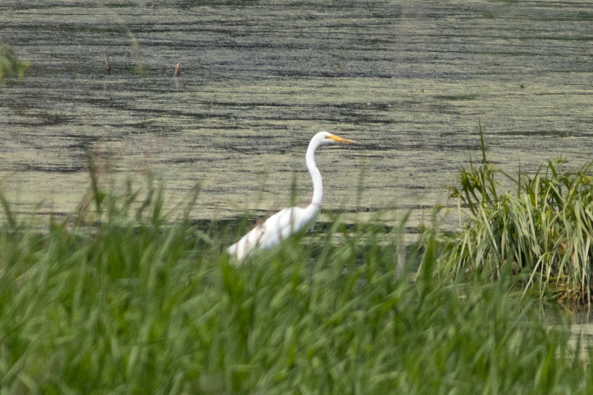 大白鷺 - ML646378721