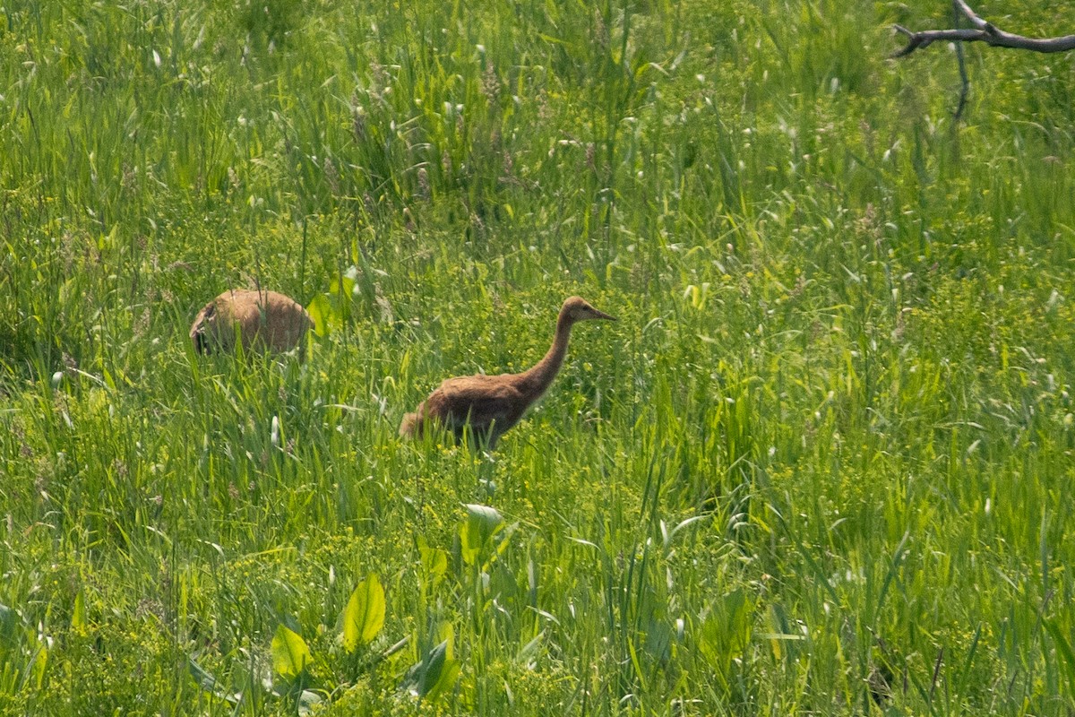 沙丘鶴 - ML646378723