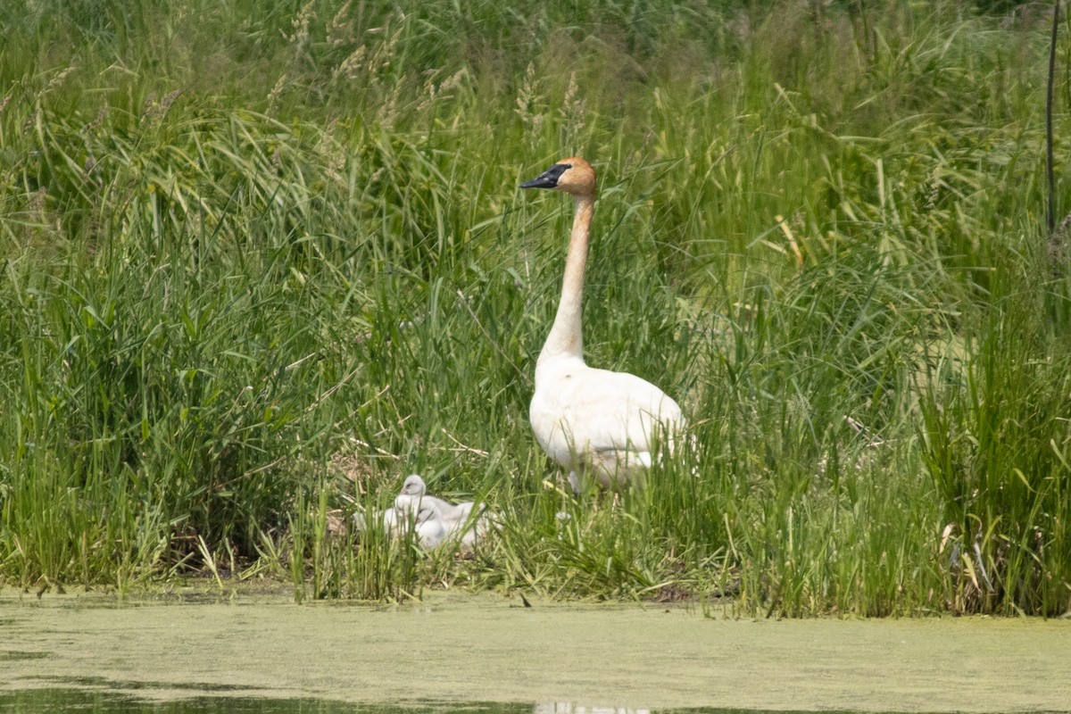 Trumpeter Swan - ML646378724