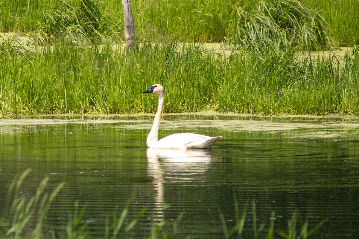 Trumpeter Swan - ML646378725