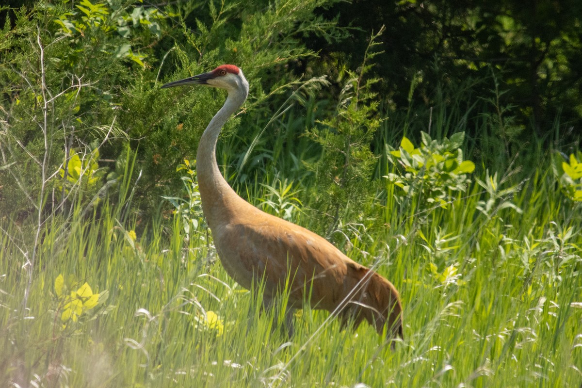 沙丘鶴 - ML646378727
