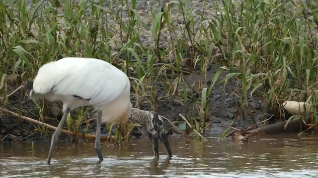Wood Stork - ML646378728