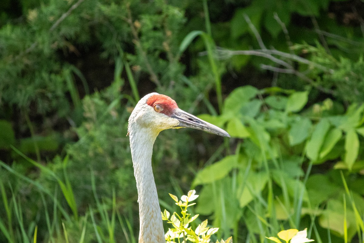 沙丘鶴 - ML646378732