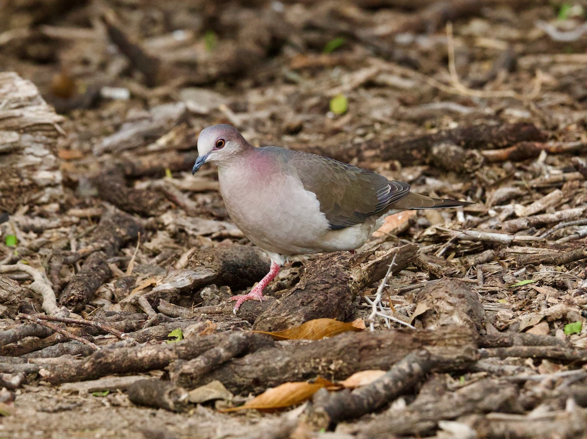 White-tipped Dove - ML646378733