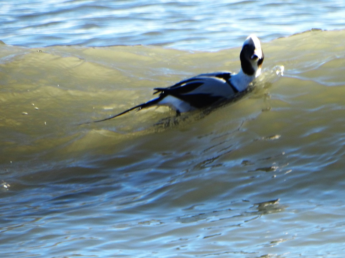Long-tailed Duck - ML646378734